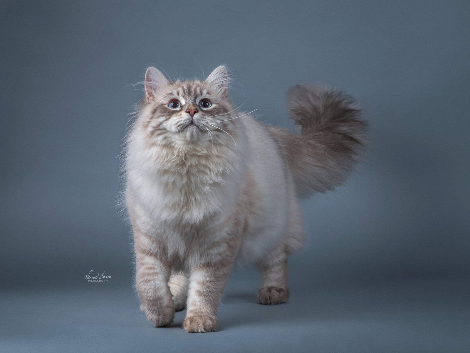 Vilis Velikii Ohotnik Bastet Beauty | Bastet Beauty